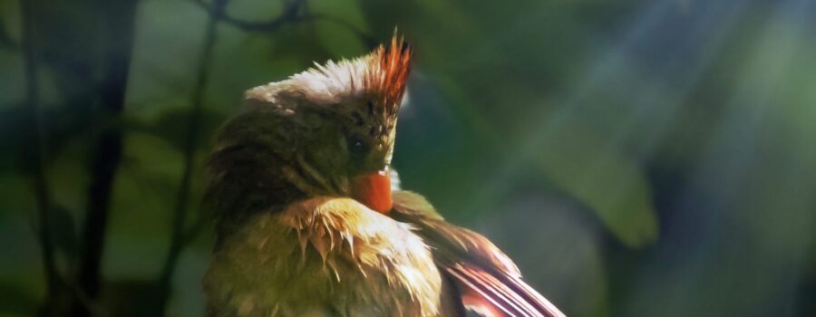 After a short rain shower, a female cardinal takes a minute to clean her feathers.