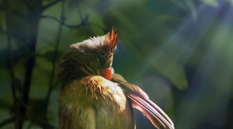 After a short rain shower, a female cardinal takes a minute to clean her feathers.