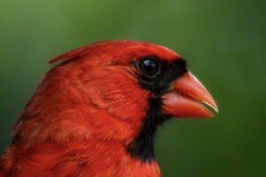 A male eastern cardinal peers into the camera lens from his perch in a rose bush.