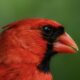Eastern Cardinals are Very Colorful in Their Prime