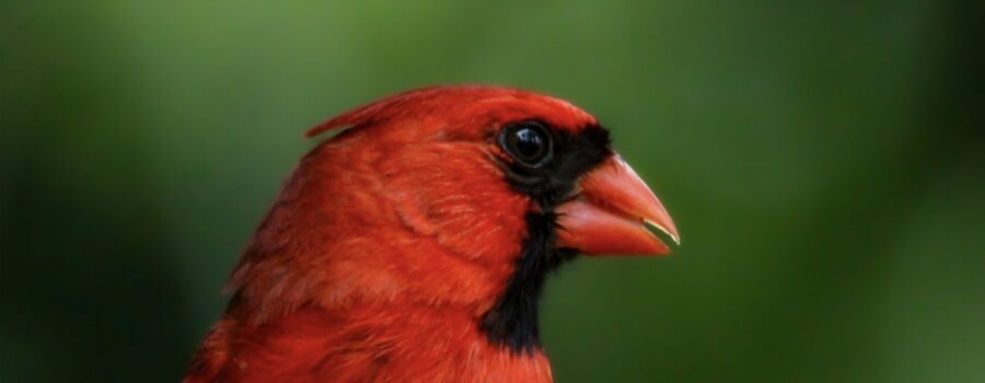 A male eastern cardinal peers into the camera lens from his perch in a rose bush.