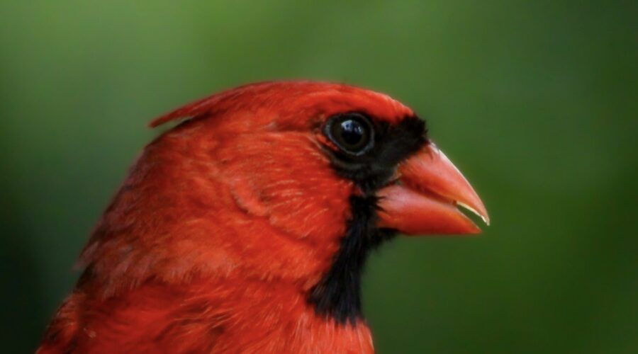 A male eastern cardinal peers into the camera lens from his perch in a rose bush.