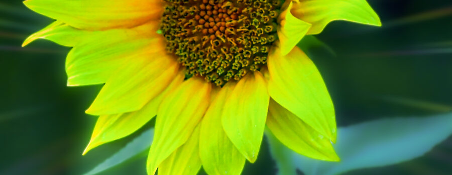 A nearly perfect sunflower grows in a small field of sunflowers in central Florida.