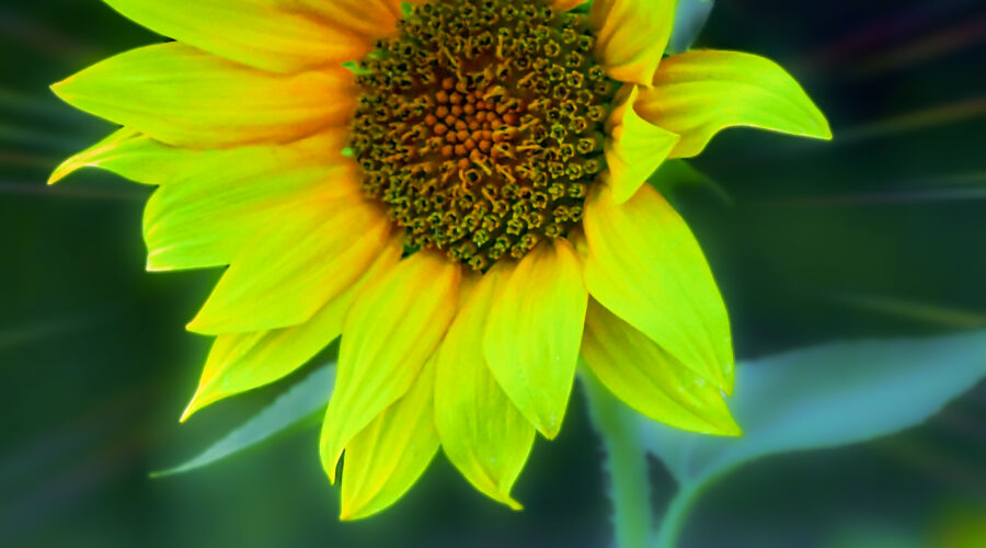A nearly perfect sunflower grows in a small field of sunflowers in central Florida.