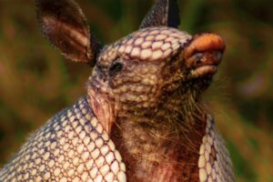 An armadillo sits upright and sniffs the air in order to learn more about its surroundings and the possible presence of danger.