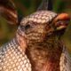 Armadillos Have A Great Sense of Smell: