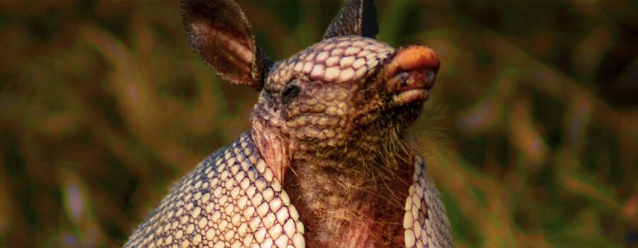 An armadillo sits upright and sniffs the air in order to learn more about its surroundings and the possible presence of danger.