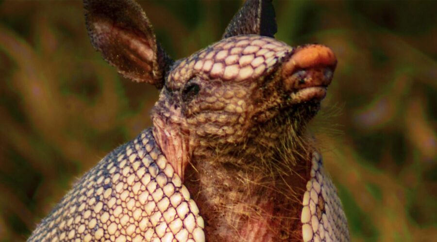 An armadillo sits upright and sniffs the air in order to learn more about its surroundings and the possible presence of danger.