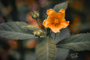 A small, coppery flower bursts forth with its bright glow against a smooth, color infused background.