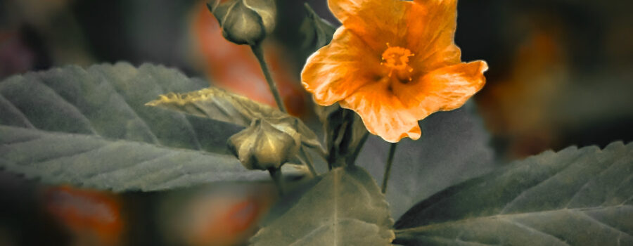 A small, coppery flower bursts forth with its bright glow against a smooth, color infused background.