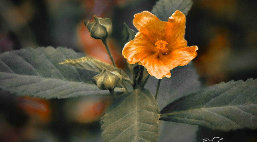 A small, coppery flower bursts forth with its bright glow against a smooth, color infused background.