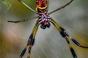 A pair of banana spiders, the large female and her tiny mate, share the web that the female has built.