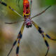 Beautiful Banana Spider Pairs are Mismatched