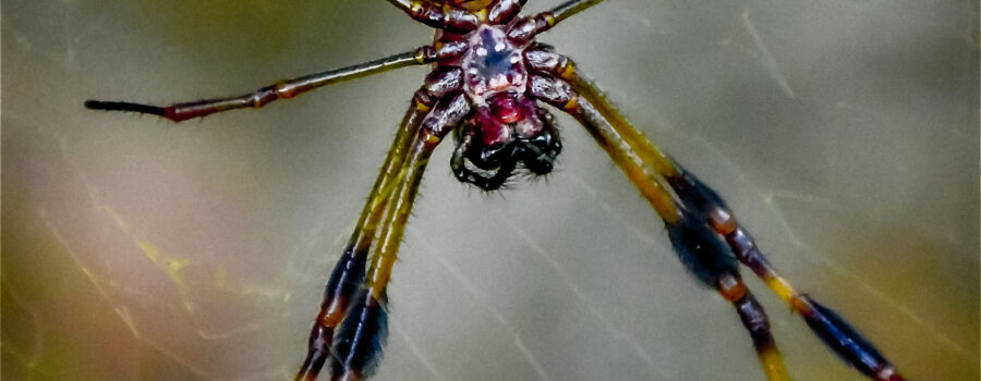 A pair of banana spiders, the large female and her tiny mate, share the web that the female has built.