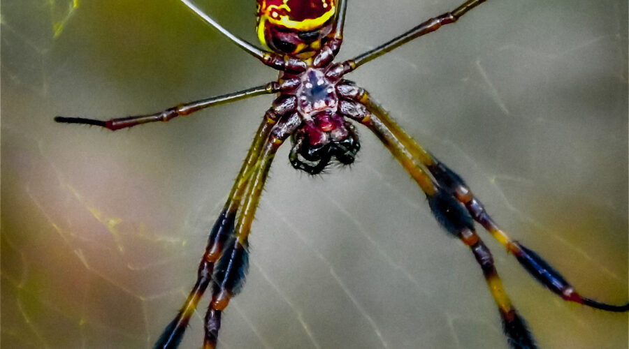 A pair of banana spiders, the large female and her tiny mate, share the web that the female has built.