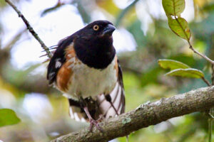 A handsome eastern towhee stretches his wing and leg muscles in preparation for a flight.