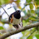 Beautiful Eastern Towhees Can Be Very Shy