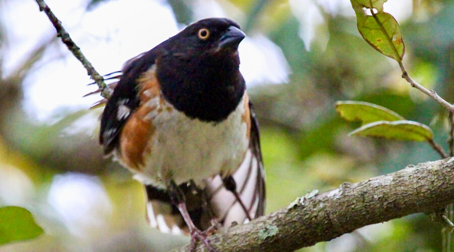 A handsome eastern towhee stretches his wing and leg muscles in preparation for a flight.