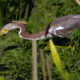 Tricolored Herons are Some of the Most Beautiful Birds