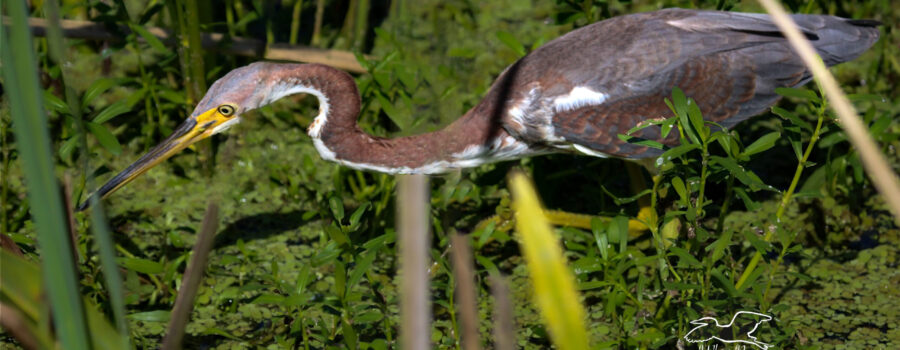 A beautiful tricolored heron wades slowly through the shallow water concentrating on catching fish.