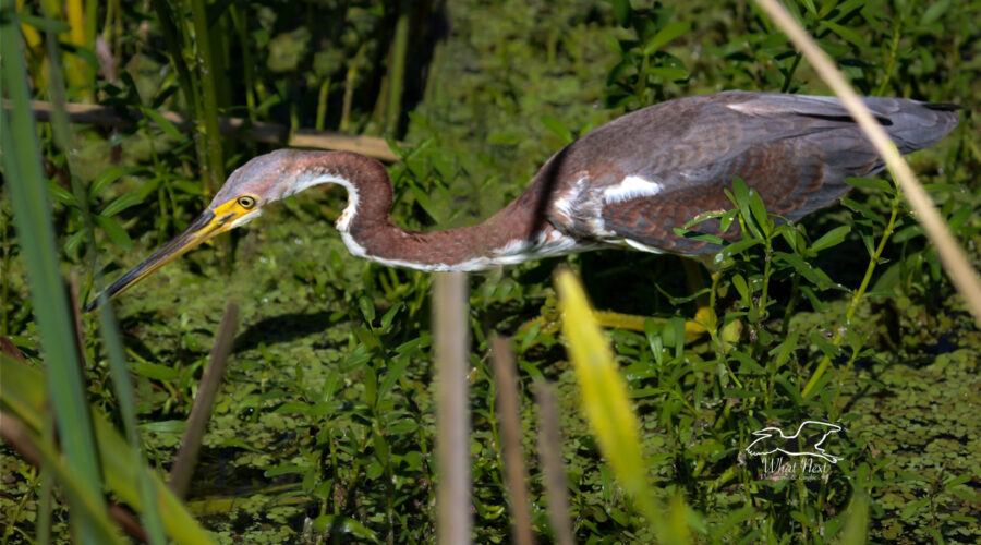 A beautiful tricolored heron wades slowly through the shallow water concentrating on catching fish.