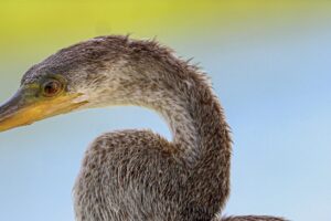 An anhinga gazes out over the open water, always alert to the presence of fish.