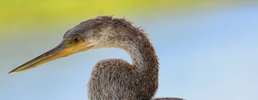 An anhinga gazes out over the open water, always alert to the presence of fish.
