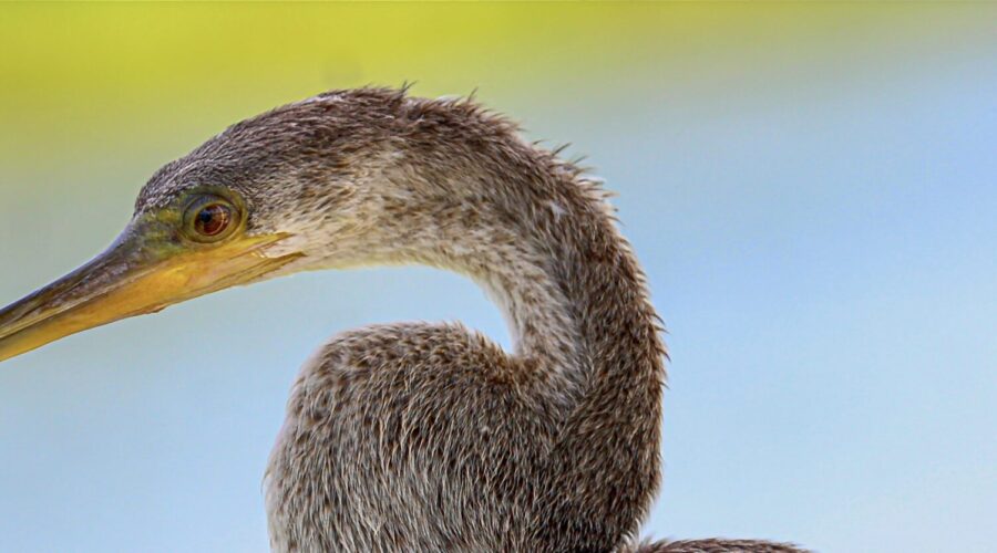An anhinga gazes out over the open water, always alert to the presence of fish.