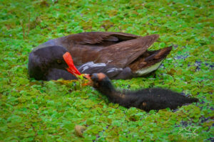 A colorful common gallinule feeds some aquatic vegetation to her fluffy chick.