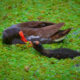Common Gallinules are Colorful Birds with Interesting Chicks