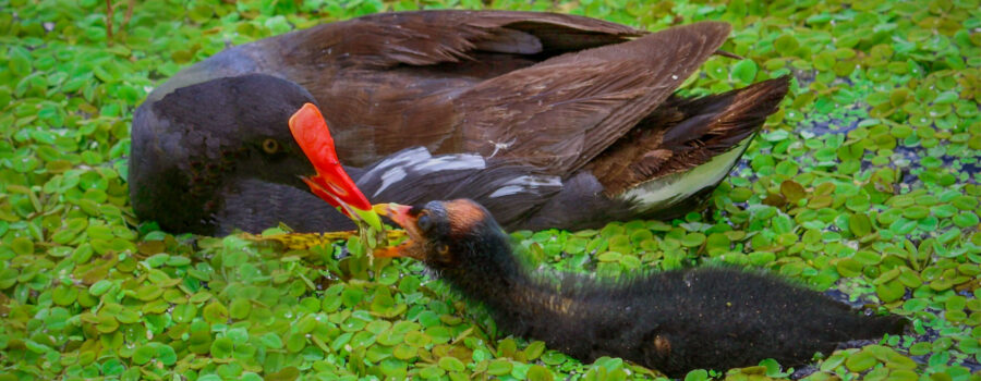 A colorful common gallinule feeds some aquatic vegetation to her fluffy chick.