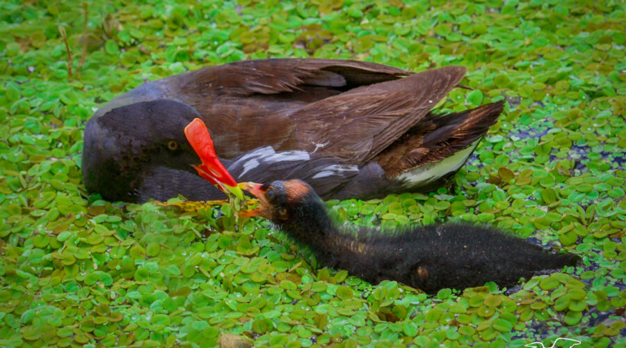 A colorful common gallinule feeds some aquatic vegetation to her fluffy chick.