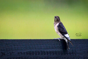 A juvenile red headed woodpecker looks out over an open field searching for insects.