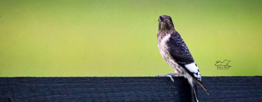 A juvenile red headed woodpecker looks out over an open field searching for insects.