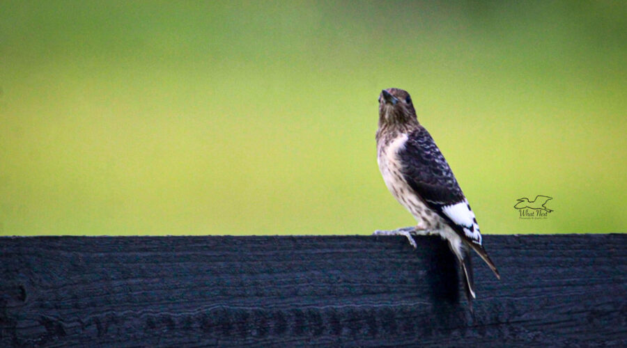 A juvenile red headed woodpecker looks out over an open field searching for insects.