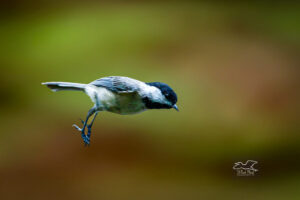 A Carolina’s chickadee coasts through the air just before landing on a bush branch.