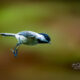 Beautiful Carolina Chickadees are Well Known Acrobats