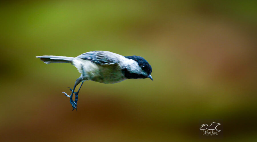 A Carolina’s chickadee coasts through the air just before landing on a bush branch.