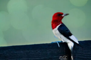 A red headed woodpecker perches majestically on a farm fence.