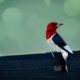 These Beautiful Red Headed Woodpeckers are Nesting in Farm Country