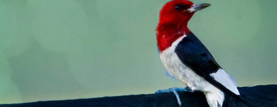 A red headed woodpecker perches majestically on a farm fence.