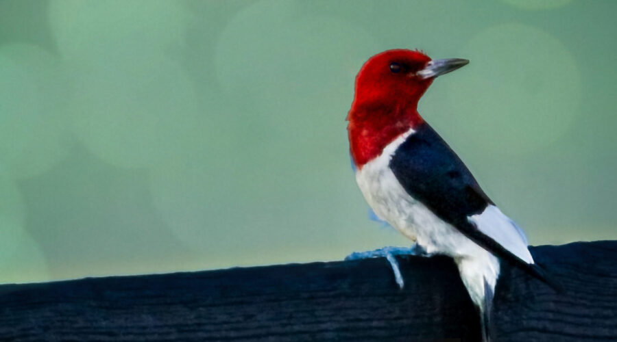 A red headed woodpecker perches majestically on a farm fence.