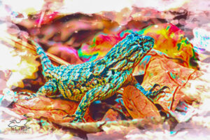 A small fence lizard observes everything in its environment in order to avoid danger.