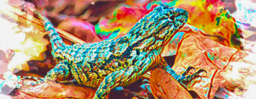 A small fence lizard observes everything in its environment in order to avoid danger.