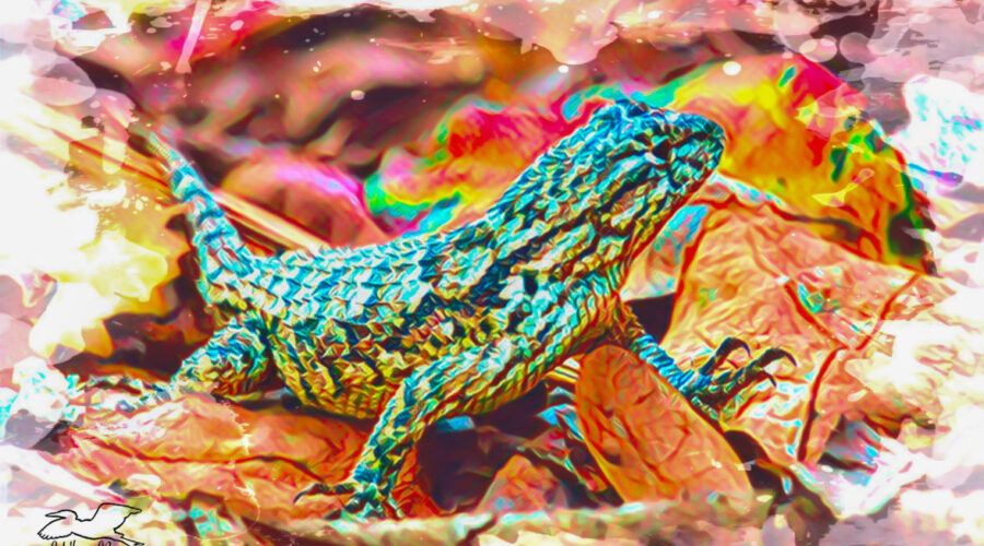 A small fence lizard observes everything in its environment in order to avoid danger.