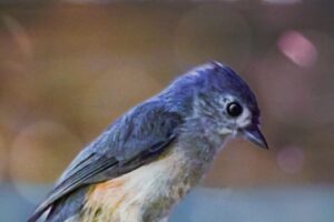 A cute little tufted titmouse makes a soft landing on a wooden railing.