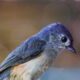 The Interesting Little Tufted Titmouse is Very Agile in Flight