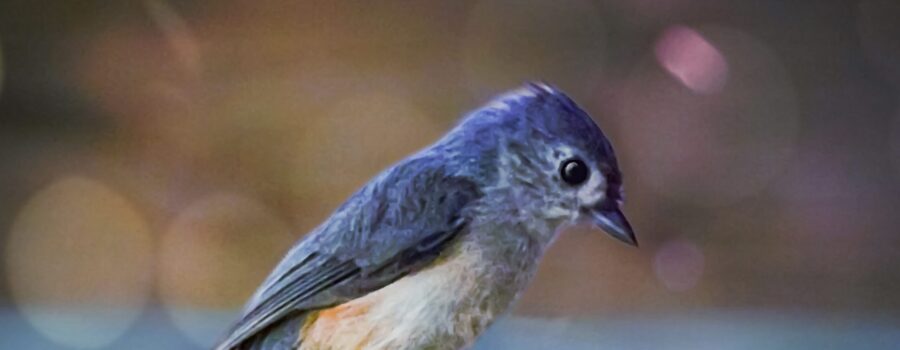 A cute little tufted titmouse makes a soft landing on a wooden railing.