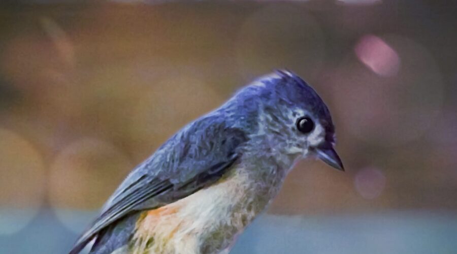 A cute little tufted titmouse makes a soft landing on a wooden railing.