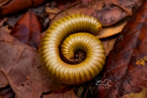 A millipede coils itself up into a tight spiral in an attempt to protect itself.